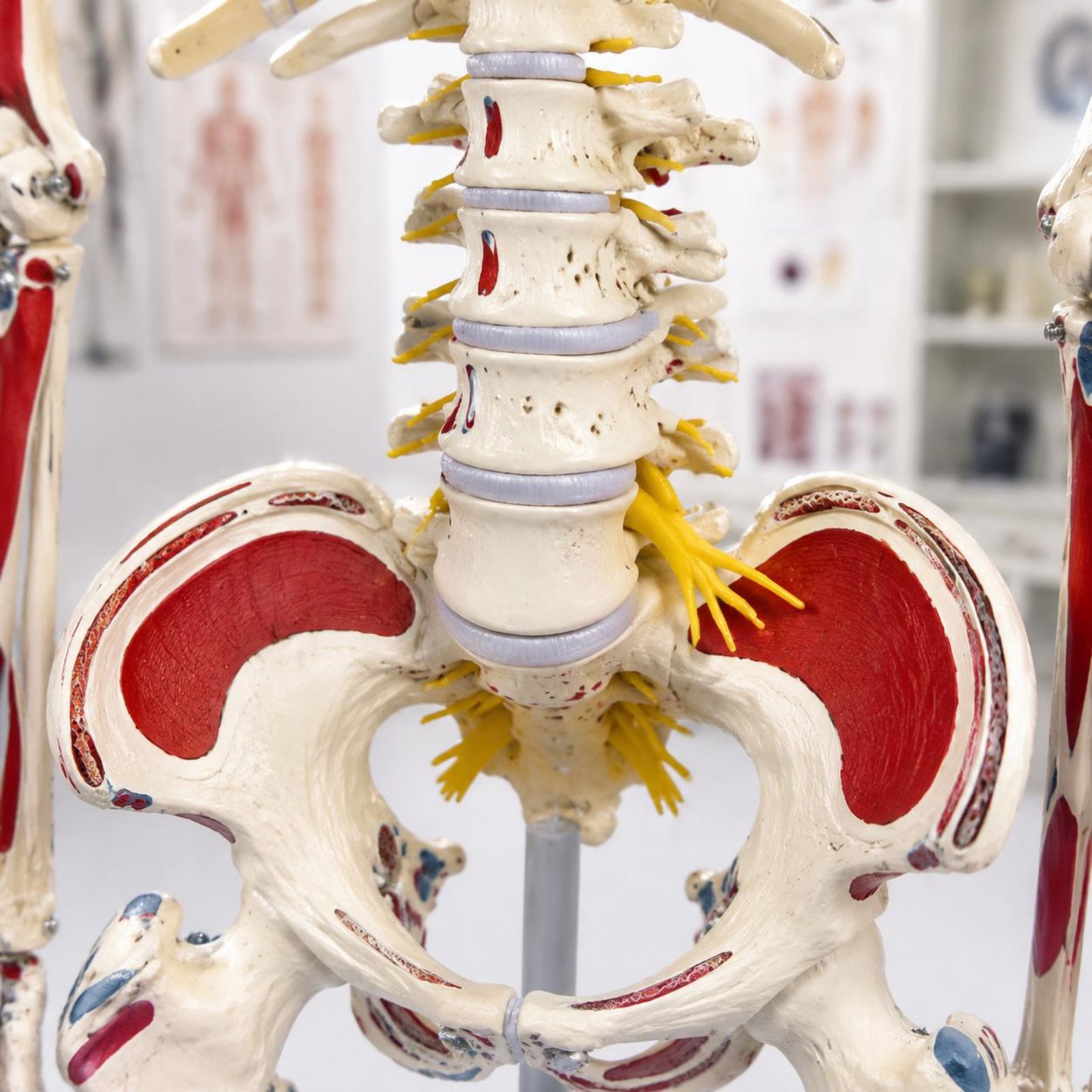 Esnek Omurga İskeleti Modeli S - Medical Lab Research incelemesi ve fiyatı